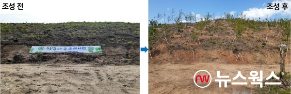 산불로 민둥산이 됐던 속초시 공유림(왼쪽)에 수원시가 지난 5월 소나무 등을 식재해 조성한 속초 행복의 숲(오른쪽).(사진제공=수원시)
