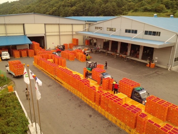 영양고추유통공사는 8월 13일부터 9월 29일까지 2020년산 홍고추 수매를 실시한다. (사진제공=영양군)