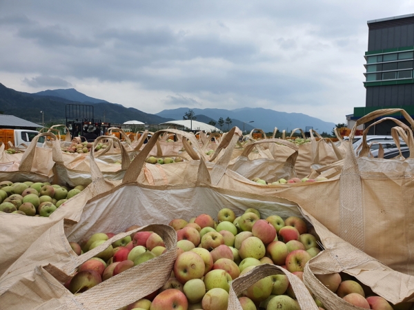 대구경북능금농협 기계농산물유통센터에서 사과낙과 수매를 진행하는 모습. (사진제공=포항시)