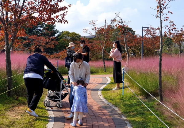 추석연휴 기간 보문단지를 찾은 관광객들이 활짝핀 핑크뮬리를 배경으로 기념사진을 찍고 있다. (사진제공=경북문화관광공사)