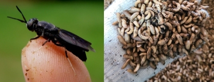 동애등에 성충(왼쪽)과 유충 (사진제공=씨아이이에프)