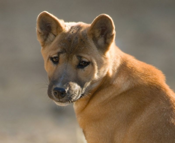 뉴기니 노래하는 개는 아시아와 오세아니아 전역의 개에서 발견된 한 혈통의 대표물이다.