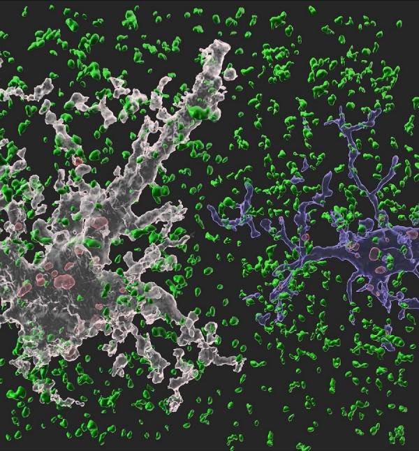 흰색 별아교세포와 파란색 미세아교세포가 시냅스(정상 시냅스는 녹색, 신경교세포에 의해 제거된 시냅스는 붉은색)를 제거하고 있는 모습.