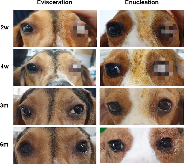 국제학술지 PLOS ONE에 게재된 3D 프린팅을 이용한 개 인공눈 실험 보고서 중 일부. (사진=PLOS ONE 캡처)