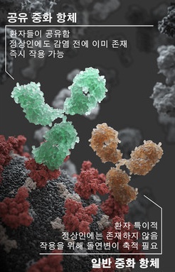코로나19 감염환자의 인체에서 생성된 중화항체의 모습. (사진: 서울대병원)