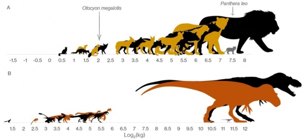 남아프리카 크루거 국립공원의 현생 육식동물은 크기별로 다양하게 분포한다(A). 그러나 캐나다 앨버타의 백악기 말 공룡 지층인 공룡 공원 층에서 발견된 육식공룡의 화석분포를 보면 중간 크기가 누락돼 있다. 슈뢰더 외 (2021) ‘사이언스’ 제공원문보기:http://www.hani.co.kr/arti/animalpeople/ecology_evolution/984675.html#csidx51da5af2e45e7eb8f9f19d6e6957423