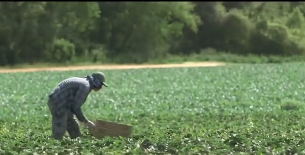 미국 대형 농장에서 농부가 작업을 하고 있다. (사진=CBS This Morning 유튜브)