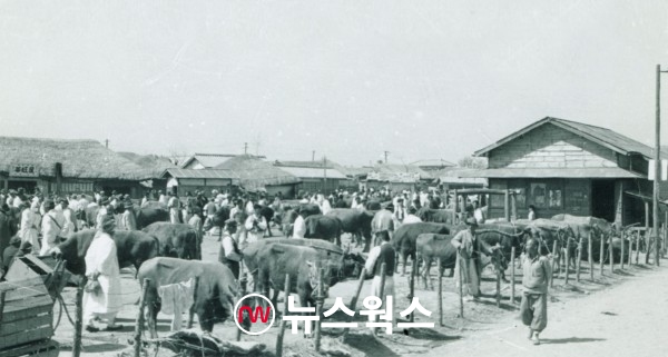 1950년대 수원천 옆 북수동 우시장터에서 활발하게 소가 거래되고 있다(사진제공=수원시)