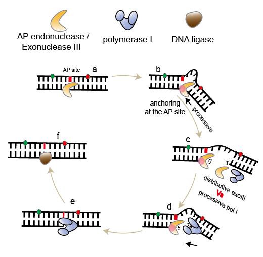 AP 핵산절단효소(AP endonuclease/ExoIII)와 DNA 중합효소(DNA polymerase)가 손상된 유전자의 염기를 복구하는 과정을 나타내는 모식도.