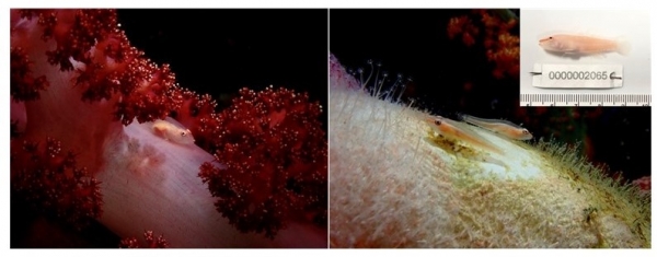 국립생물자원관이 제주도 서귀포 인근 바다에서 발견한 연산호유리망둑(가칭). (사진제공=해양부 국립생물자원관)