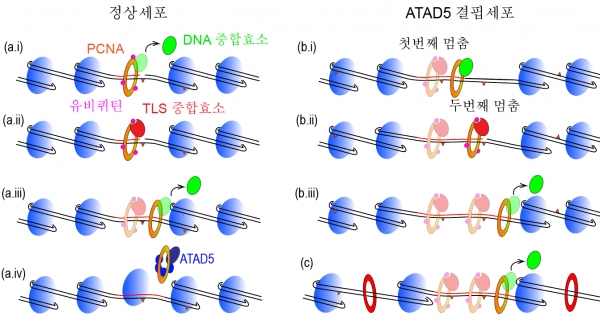ATAD5 결핍세포에서 활성산소 기인 복구 DNA 합성이 연장되었을 때 유전체 불안정성을 일으키는 메커니즘