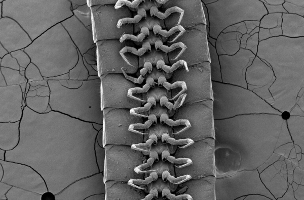 유밀리피스 페르세포네로 이름붙인 새로운 노래기는 현미경으로 세어본 결과 1000개가 넘는 다리를 갖고 있는 것으로 나타났다. (사진제공=사이언티픽 리포트)