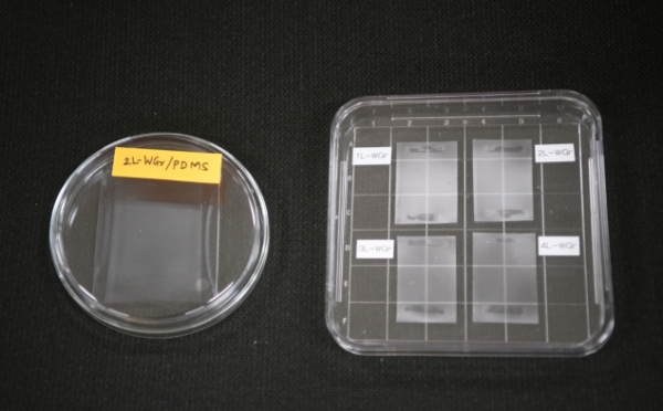 실리콘 고분자(PDMS) 기판과 페트(PET) 기판에 전사한 주름 그래핀 (사진제공=KRISS)