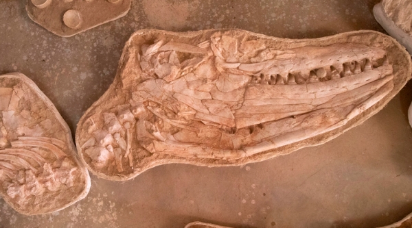 닉 롱리치 배스대 박사 연구팀이 모로코에서 발견한 '탈라소티탄 아트록스' 화석. (사진=배스대 홈페이지 캡처)