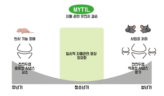 성장 과정에 따른 'MYT1L' 결손 자폐 생쥐의 자폐 증상. (사진제공=울산과학기술원)