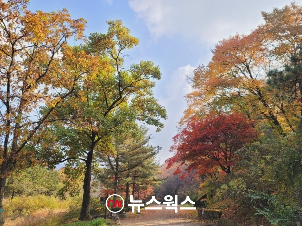 서울대 관악수목원 가을단풍 모습.(사진제공=안양시)
