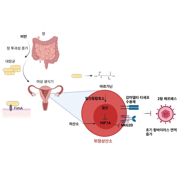 비만 시 질내 공생미생물과 감마델타 T세포 상호작용을 통한 항 헤르페스 면역반응 강화 원리. (자료제공=한국과학기술원)