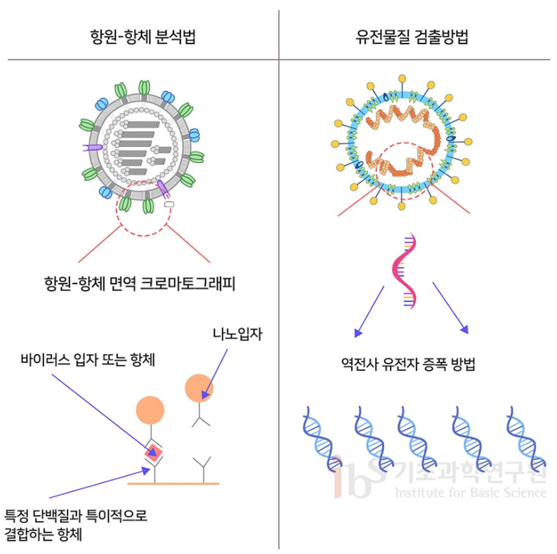 신속하게 결과를 알 수 있는 항원-항체 분석법(왼쪽), 정확한 결과를 알 수 있는 유전물질 검출방법 (자료제공=기초과학연구원)
