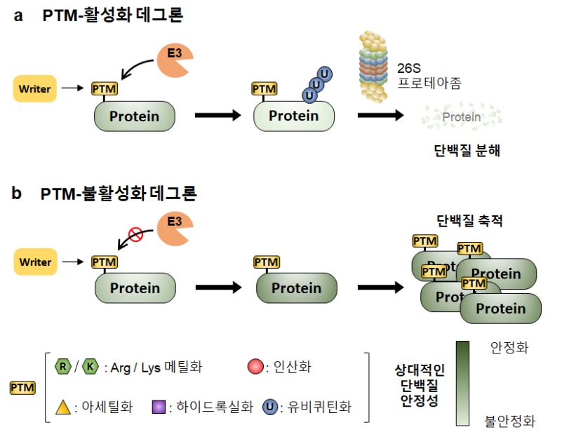 'PTM-활성화 데그론'과 'PTM-불활성화 데그론'으로 단백질 수명 조절에 대한 관련성을 설명하는 그림. (사진제공=한국과학기술원)