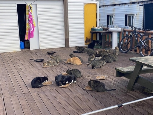 마라도에 사는 고양이들. (사진제공=제주 세계유산본부)