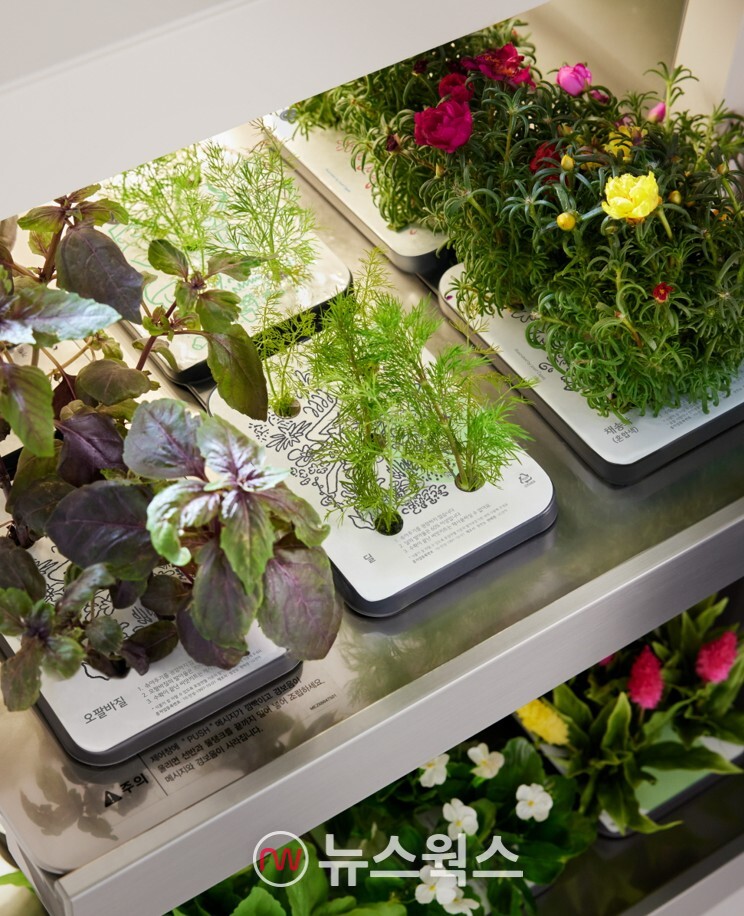 LG 틔운에서 키울 수 있는 새로운 꽃인 채송화(오른쪽부터)와 허브인 '딜', '오팔바질'. (사진제공=LG전자)