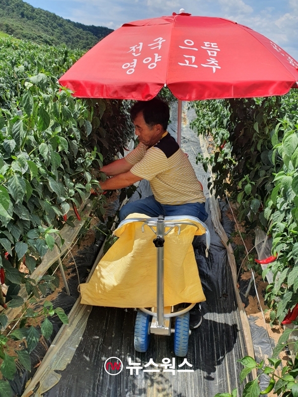 경북 영양군이 폭염 등으로 고추수확에 어려움을 겪고 있는 농업인들에게 고추수확 편의장비를 지원해 호응을 얻고 있다. (사진제공=영양군)