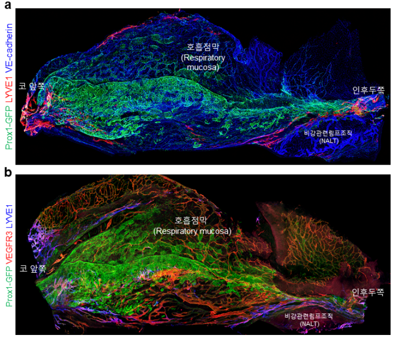 생쥐의 비강 내 혈관(a)과 림프관의 3차원 구조(b). (사진제공=기초과학연구원)