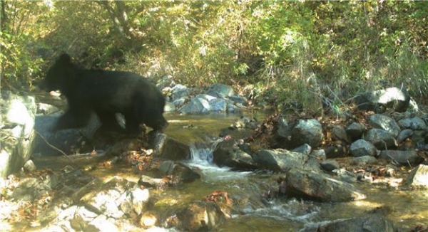 ​2018년 10월 반달가슴곰이 강원도 동부 비무장지대(DMZ) 내 무인생태조사 장비에 찍혔다. (사진제공=국립생태원)