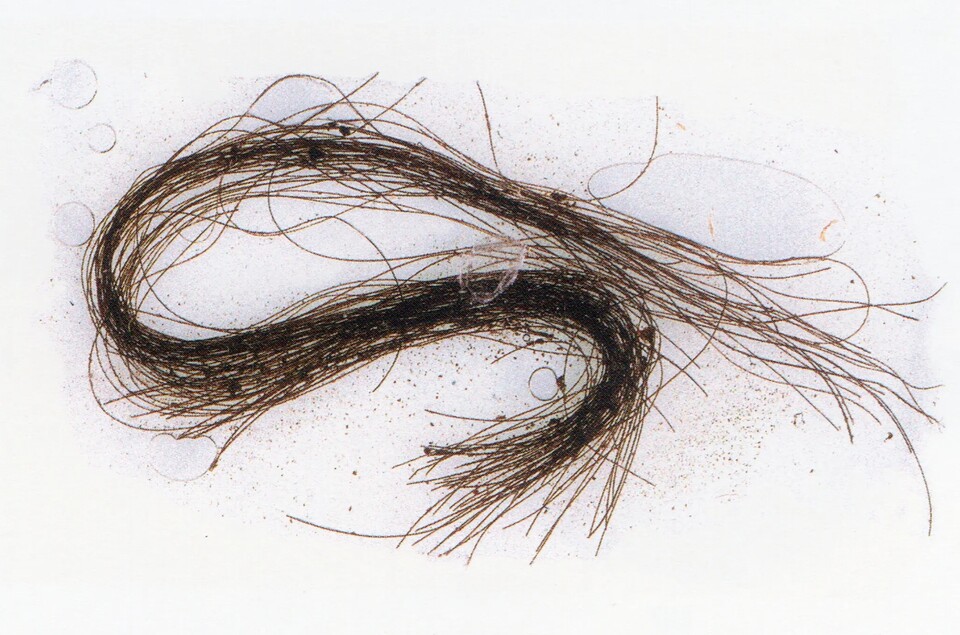 스페인 한 동굴에서 나온 청동기 인 머리카락. 분석결과 강력한 환각물질이 발견됐다. (사진제공=바르셀로나 자치대)