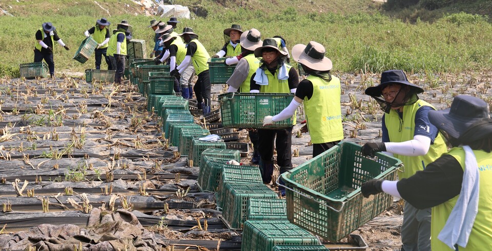 농협생명 임직원들이 수해현장 복구작업에 임하고 있다. (사진제공=농협생명)