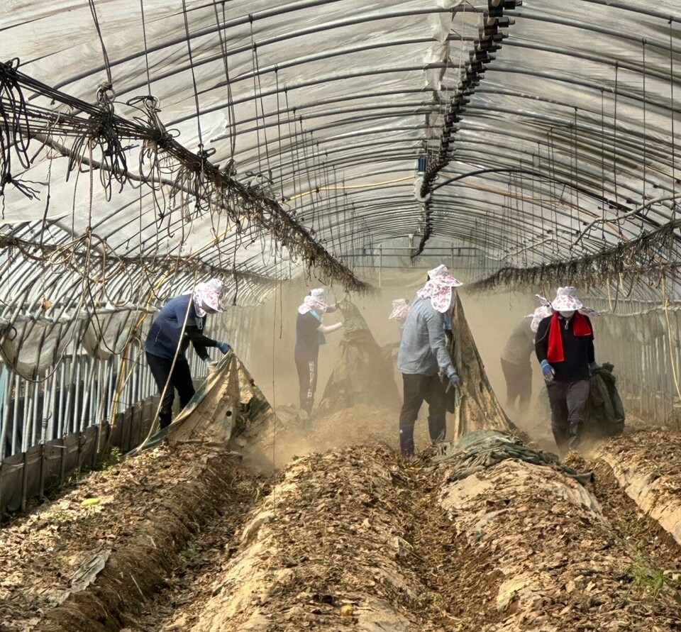 농협손해보험 임직원들이 충북 청주시 수해지역을 찾아 농작물 정리작업을 하고 있다. (사진제공=농협손해보험)