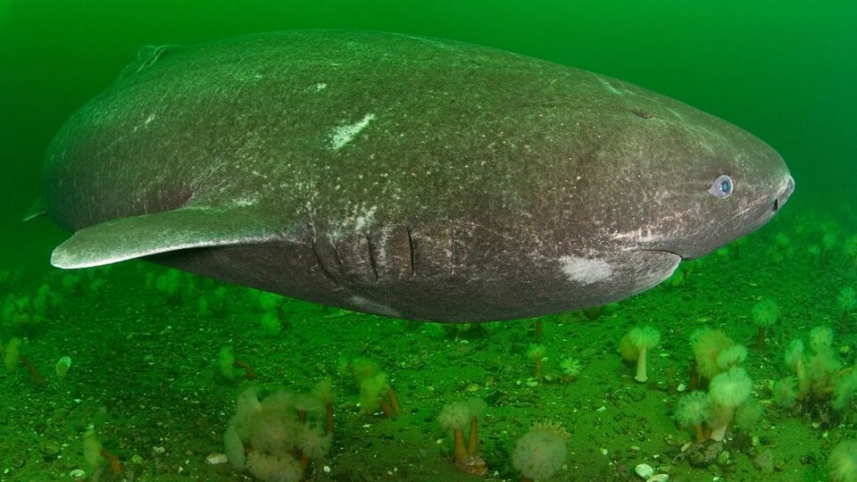 그린란드 상어 (사진제공=알라미)
