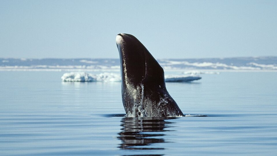 북극고래 (사진제공=알라미)