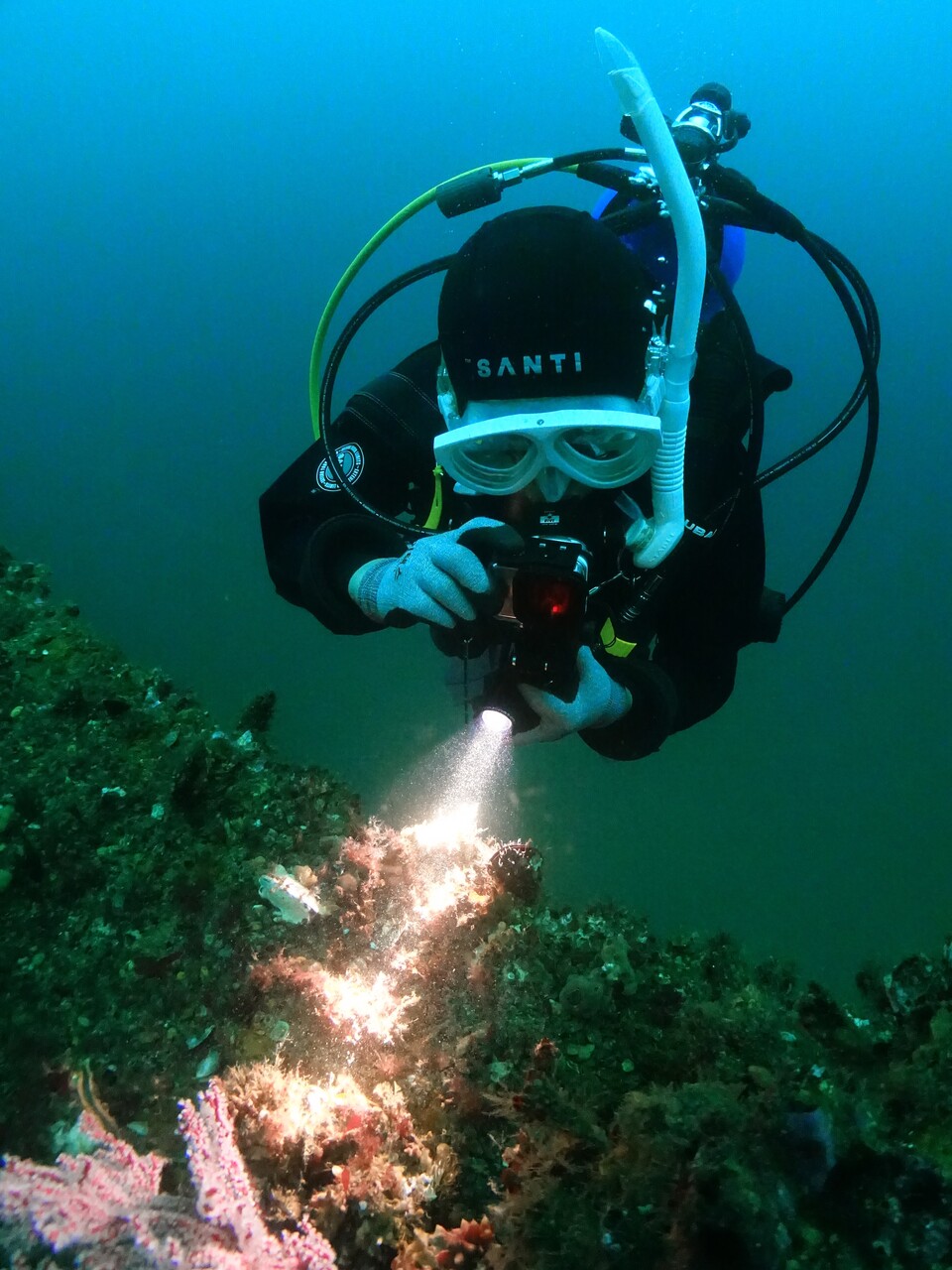 곽상희 강사가 강원도 양양의 ‘돔’ 포인트에서 산호 속의 마크로 생물을 촬영하고 있다. (사진제공=곽상희)