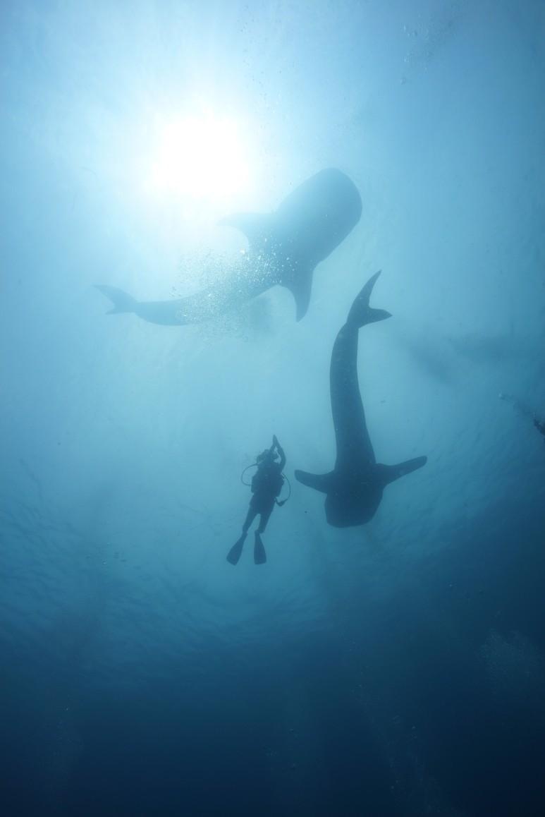 고래상어 투어로 유명한 필리핀 오슬롭 지역. 고래상어는 10m가 넘지만 적은 어류들만 먹는다. 성격이 온순하고 다이버들과 잘 교감한다. (사진제공=곽상희)