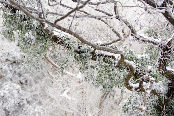 나무에 눈이 쌓여있다. (출처=픽사베이)