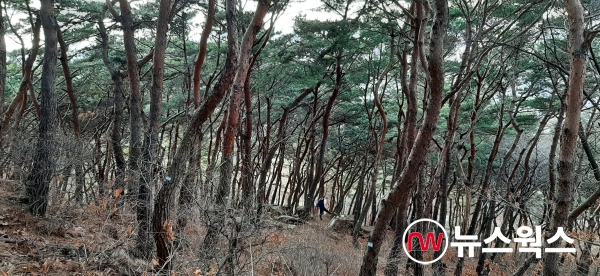 숲가꾸기가 필요한 팔달산 소나무 숲 (사진제공=수원시)
