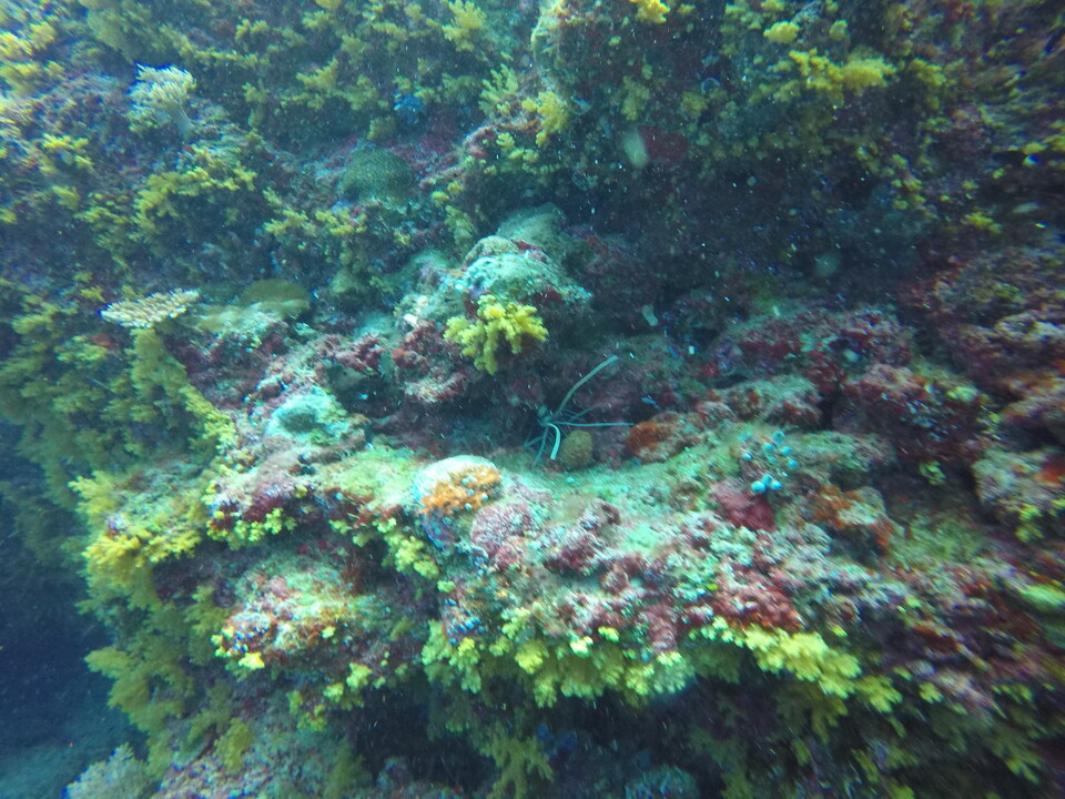월 가득 노란 산호로 가득하고, 그 속에 크레이 피시가 숨어 있다. (사진제공=곽상희 강사)