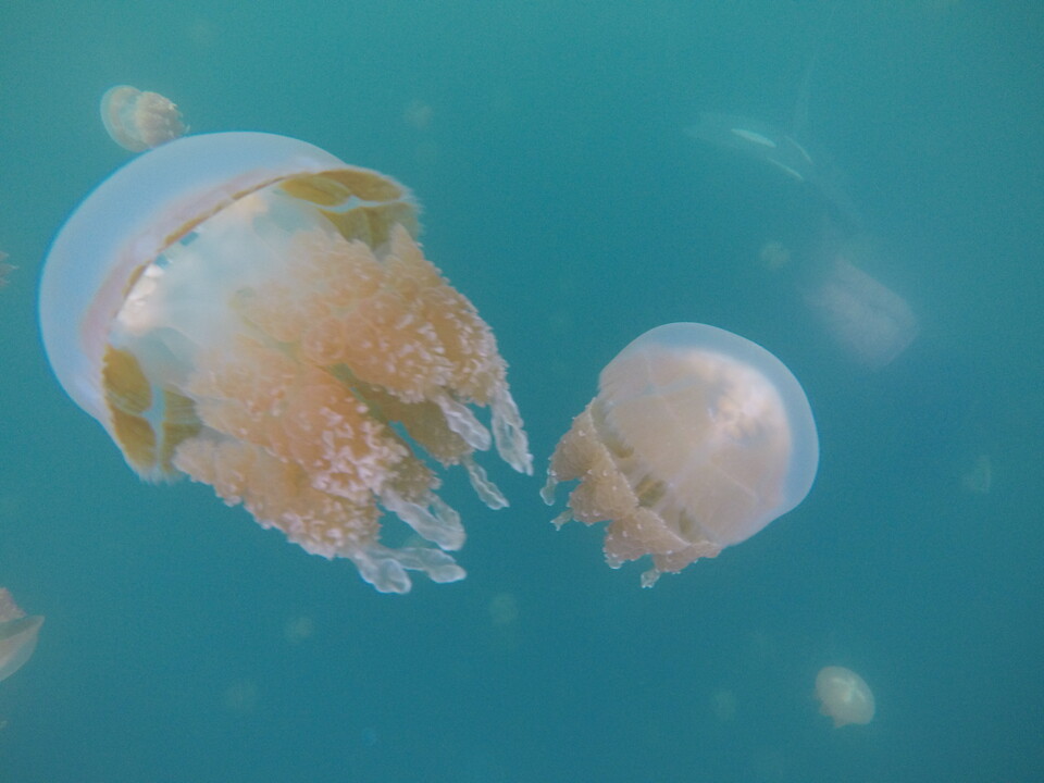부표가 있는 호수의 중앙에서 만난 해파리들. (사진제공=곽상희 강사)