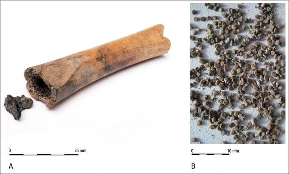 덴마크 후텐에서 사리풀 씨앗을 넣은 로마시대 뼈가 발견됐다. (사진제공=더 앤티쿼티)