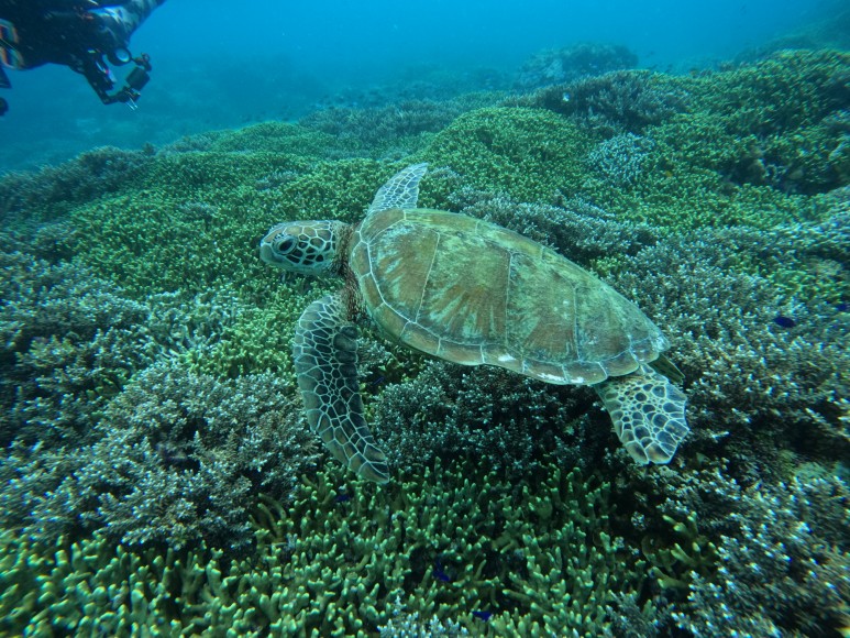 남부 레이테의 소곳베이를 가면 날 것 그대로 수중세계가 보존되어 있는 천혜의 산호정원을 만날 수 있다. (사진제공=곽상희 강사)