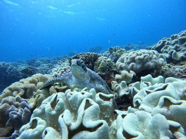 두마게티와 릴로안에서 닿을 수 있는 아포 섬은 산호가 아름답기로 유명한 사이트이다 (사진제공=곽상희 강사)
