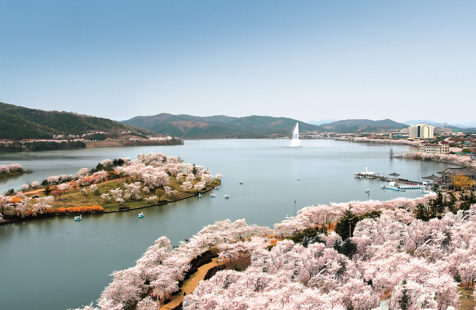 경주시가 2025 APEC 정상회의 핵심 개최지로 자신하고 있는 경주보문관광단지 내 보문호가 벚꽃으로 장관을 이루고 있다. (사진제공=경주시)