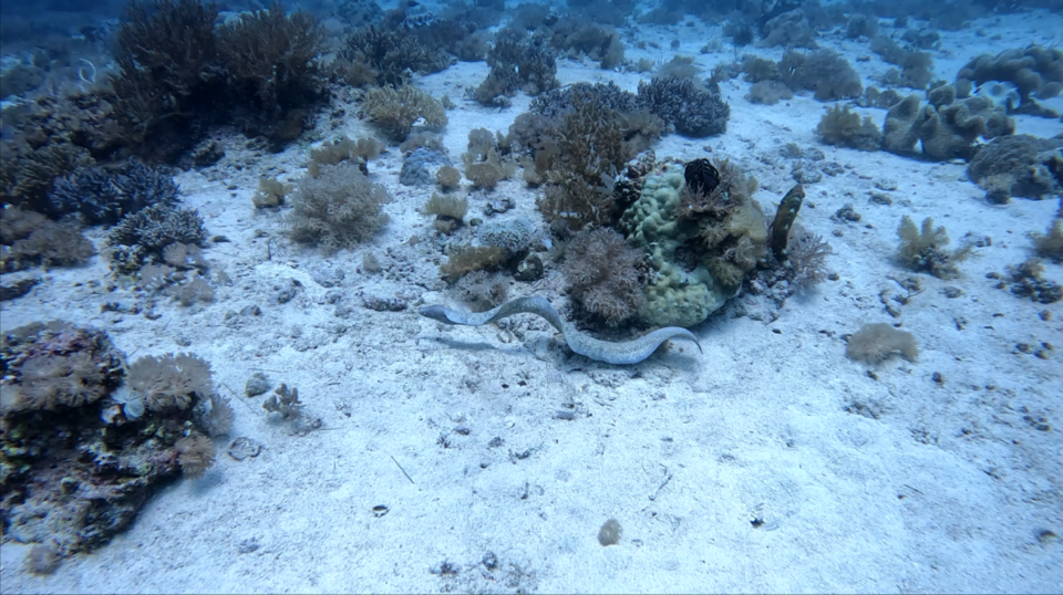 순식간에 등장해 바위 틈으로 쑤욱 들어간 Moray Eel. 낮시간대에 Moray Eel의 전신을 보기는 쉽지 않다. (사진제공=곽상희 강사)