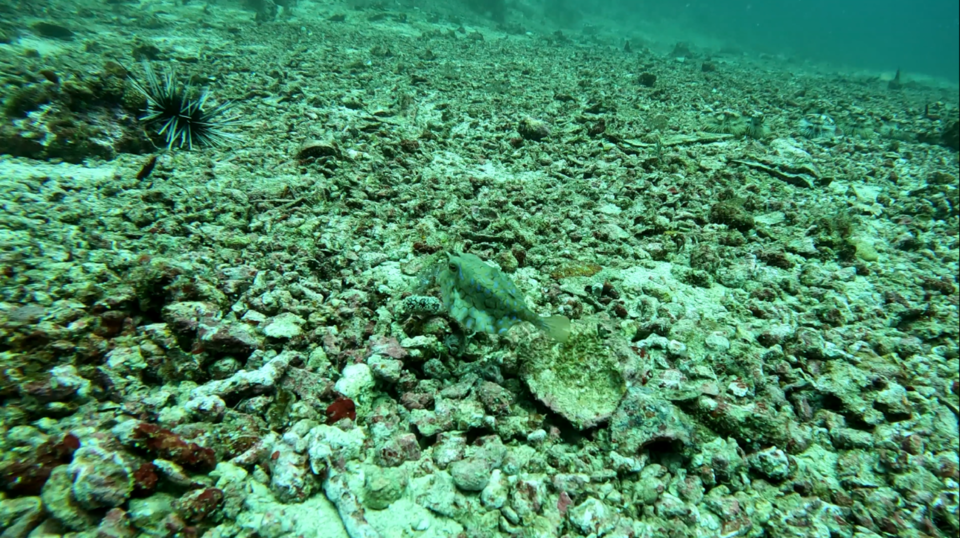 카우 피쉬(Cow fish). 평소에 자주 볼 수 없는 머리에 뿔이 달린 카우피쉬를 말라파스쿠아에서는 종종 만나게 된다 (사진제공=곽상희 강사)