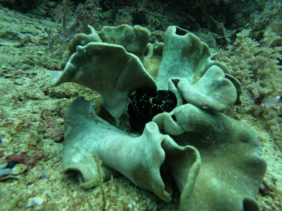 숨어 있는 프로그피쉬(Frogfish). 검은색 몸이 흰 산호에 숨어 있으니 쉽게 들통이 났다. (사진제공=곽상희 강사)