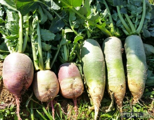 (사진제공=이마트)