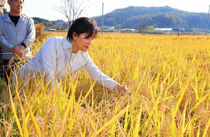 송미령 농식품장관이 지난해 11월 충북 청주 벼 수확 현장을 둘러보고 있다. (사진제공=농식품부) 