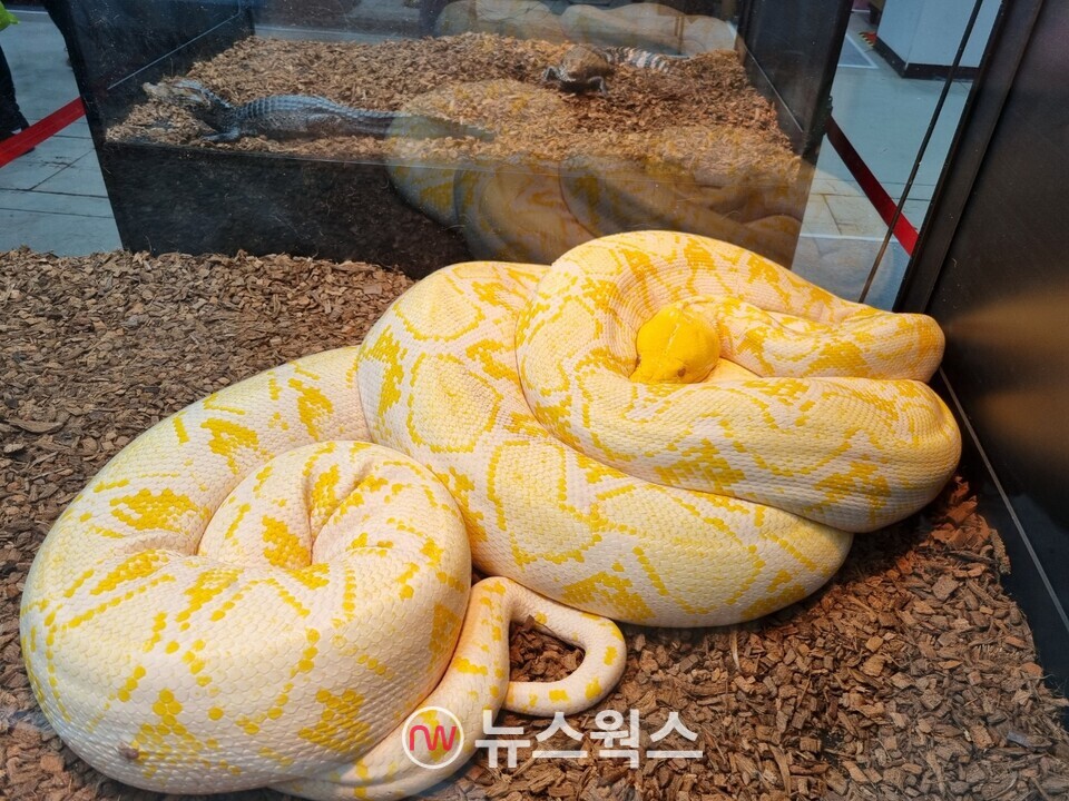 동물 다큐멘터리에서나 볼 수 있었던 대형 비단뱀을 확인할 수 있다. (사진=김상우 기자)