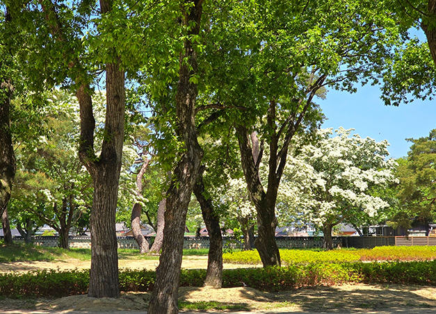 경주 오릉. (사진제공=경주시)